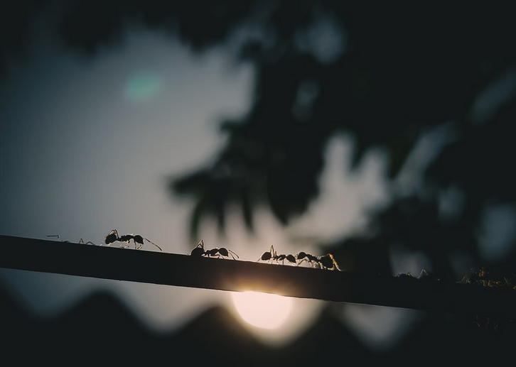 ants